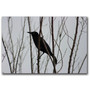 Trademark Fine Art Raven by Patty Tuggle-Ready to Hang (65dc914b00faa7808227748e_ud)