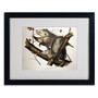 Trademark Fine Art 'Virginian Opossum' 16" x 20" Black Frame Art (65dc925c00faa7808227771c_ud)