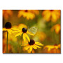 Trademark Fine Art Lois Bryan 'Butterfly on a Flower' Canvas Art 22x32 Inches (65dc9304d5d0399c333ae9ca_ud)