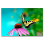 Trademark Fine Art Lois Bryan 'Butterfly on the Edge' Canvas Art 16x24 Inches (65dc944ed5d0399c333aee0a_ud)