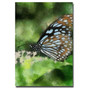 Trademark Fine Art Lois Bryan 'Butterfly in Blue' Canvas Art 30x47 Inches (65dc94b8d5d0399c333aef60_ud)