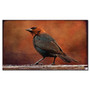 Trademark Fine Art Lois Bryan 'Cowbird in Autumn' Canvas Art 18x32 Inches (65dc957ed5d0399c333af19a_ud)