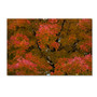 Trademark Fine Art KS0137-C2232GG "Autumn Maple Splendor" by Kurt Shaffer 22" x 32" Frameless Art (65dca5f6f99b2575f686bf7e_ud)