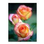 Trademark Fine Art 'Rose Trio' 30" x 47" Canvas Art (65dcb586f638b1690961981d_ud)