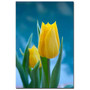 Trademark Fine Art Martha Guerra 'Pink Rose III' Canvas Art (65dcb5f3f638b169096198e3_ud)