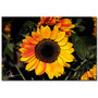 Trademark Fine Art Martha Guerra 'Sunflowers XII' Canvas Art (65dcb675f638b16909619a43_ud)