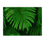 Trademark Fine Art 'Healing Ferns' 30" x 47" Canvas Art (65dcb733f638b16909619c6d_ud)