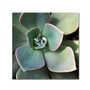 Trademark Fine Art 'Succulent Rain Drop' 24" x 24" Canvas Art (65dcb910f638b1690961a1c3_ud)