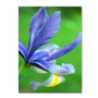 Trademark Fine Art 'Spring Iris' 16" x 24" Canvas Art (65dcbb04f638b1690961a715_ud)