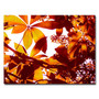 Trademark Fine Art 'Light Coming Through Tree Leaves' 18" x 24" Canvas Art (65dcbb0ef638b1690961a751_ud)