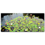 Trademark Fine Art Kathie McCurdy 'Summer Lily Pond' Canvas Art 14x32 Inches (65dcbc1af638b1690961aad9_ud)