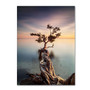 Trademark Fine Art 'Water Tree III' 22" x 32" Canvas Art (65dcc53ae0870eb6e1382d39_ud)