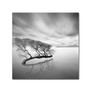 Trademark Fine Art 'Water Tree VII' 14" x 14" Canvas Art (65dcc625e0870eb6e138303d_ud)