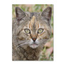 Trademark Fine Art 'Pretty Kitty' 14" x 19" Canvas Art (65dcc928e0870eb6e1383a2b_ud)