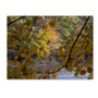 Trademark Fine Art Kurt Shaffer 'Brilliant Ohio Autumn' 18 x 24 (KS01059-C1824GG)