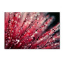 Trademark Fine Art Beata Czyzowska Young 'Sonata in Red' 12" x 19" Canvas Stretched (190836185740)