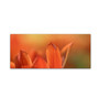Trademark Fine Art Cora Niele 'Duc van Tol Orange Tulip' 10" x 24" Canvas Stretched (190836317264)