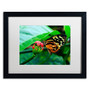 Trademark Fine Art Kurt Shaffer 'Cream Spotted Tigerwing' 16 x 20 Framed Art Print (KS0166-B1620BMF)