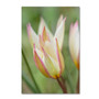 Trademark Fine Art Cora Niele 'Tulip Primulina' 12" x 19" Canvas Stretched (190836250080)