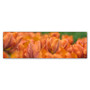 Trademark Fine Art Cora Niele 'Orange Tulip Scape' 8" x 24" Canvas Stretched (190836317653)