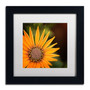 Trademark Fine Art Philippe Sainte-Laudy 'Everyday' 11" x 11" Matted Framed Art Print (190836220243)
