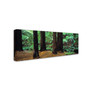 Trademark David Evans "Redwoods and Ferns-Otway Ranges" Gallery-Wrapped Canvas Art, 6" x 19" (65dcf516e8837636b11a1c2f_ud)