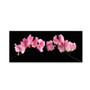 Trademark Fine Art Cora Niele 'Glowing Sweet Peas' 8" x 19" Canvas Stretched (190836317332)