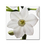 Trademark Fine Art ''Paper White 2'' by Kurt Shaffer 24" x 24" Canvas Art (KS01075-C2424GG)