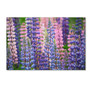 Trademark Fine Art Cora Niele 'Blue Pink Lupine Flowers' 12" x 19" Canvas Stretched Art Print (190836247387)