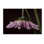 Trademark Fine Art Lois Bryan 'Drooping Flower' 30 x 47 (LBR0258-C3047GG)