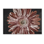Trademark Fine Art Lois Bryan 'Silvery Pink' 22 x 32 (LBR0283-C2232GG)