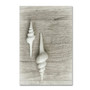 Trademark Fine Art Cora Niele 'Two White Shells' 12" x 19" Canvas Stretched (190836259106)