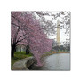 Trademark Fine Art CATeyes 'Washington Blossoms' 14" x 14" Canvas Stretched (190836099740)