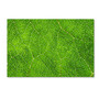 Trademark Fine Art Cora Niele 'Leaf Texture VII' 12" x 19" Canvas Stretched (190836314980)