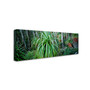 Trademark David Evans "Pandani Grove-Tas" Gallery-Wrapped Canvas Art, 6" x 19" (65dcf66fe8837636b11a222c_ud)