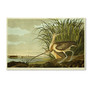 Trademark Fine Art 12" x 19" Hidden Wooden Frame Long Billed Curlew (65dcf731e8837636b11a256b_ud)
