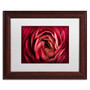Trademark Fine Art Cora Niele 'Glowing Ruby Red Ranunculus' 11" x 14" Matted Framed (190836257881)