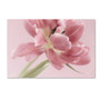 Trademark Fine Art Cora Niele 'Soft Pink Tulip' 12" x 19" Canvas Stretched (190836309528)