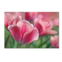 Trademark Fine Art Cora Niele 'Tulip Mirella Pink' 12" x 19" Canvas Stretched (190836249800)