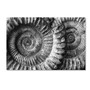 Trademark Fine Art ''Amonita 3'' by Moises Levy 12" x 19" Canvas Art (ALI1052-C1219GG)