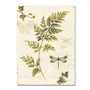 Trademark Fine Art Lisa Audit 'Ivies and Ferns III' 18 x 24 (WAP0219-C1824GG)