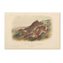 Trademark Fine Art 12" x 19" Wooden Frame Northen Hare (65dcf8aee8837636b11a2c0f_ud)