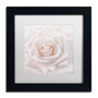Trademark Fine Art Cora Niele 'Soft White Rose' 11" x 11" Matted Framed (190836309764)