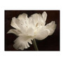Trademark Fine Art Cora Niele 'White Tulip II' 14" x 19" Canvas Stretched (190836311767)