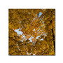 Trademark Fine Art Kurt Shaffer 'Golden Canopy of Autumn' 14" x 14" Canvas Stretched (886511964709)