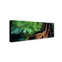 Trademark David Evans "Rainforest Fig-Qld" Gallery-Wrapped Canvas Art, 6" x 19" (65dcf90de8837636b11a2dd5_ud)