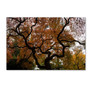 Trademark Fine Art Kurt Shaffer 'Brilliant Japanese Maple Abstract' 22 x 32 (KS01026-C2232GG)