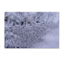 Trademark Fine Art ''Gradation of Frost on a Window'' by Kurt Shaffer 30" x 47" Canvas Art (KS01098-C3047GG)