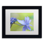 Trademark Fine Art Cora Niele 'Blue Hydrangea' 11" x 14" Matted Framed (190836246809)