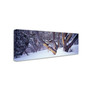 Trademark David Evans "Highcountry Snowgums" Gallery-Wrapped Canvas Art, 16" x 47" (65dcf9fce8837636b11a321f_ud)